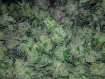 Legendary punch fresh harvested buds