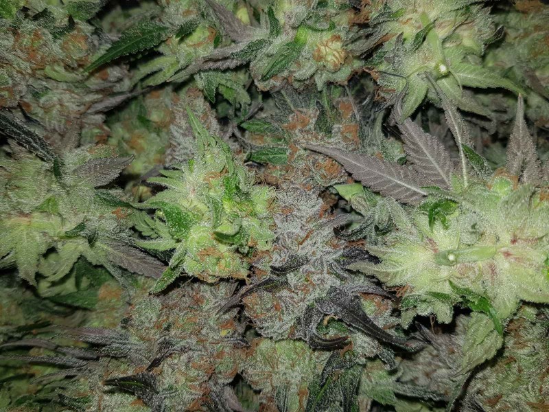 Legendary punch fresh harvested buds