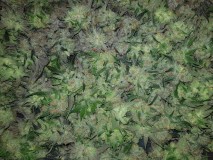 Legendary punch fresh harvested buds