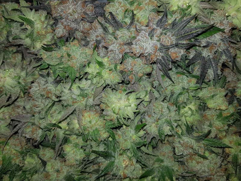 Legendary punch fresh harvested buds