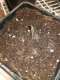 The New seedling