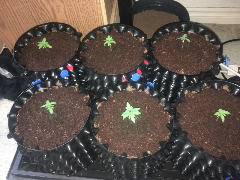 A11E95B0-C6D3-4B44-8B5C-7CE6FB2DBAF0