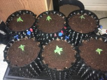 A11E95B0-C6D3-4B44-8B5C-7CE6FB2DBAF0