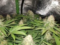 Knockout from Advanced female seeds 6 weeks 3 days 12/12