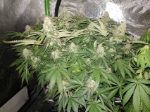 Knockout from Advanced female seeds 6 weeks 3 days 12/12