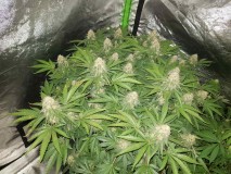 Knockout from Advanced female seeds 6 weeks 3 days 12/12