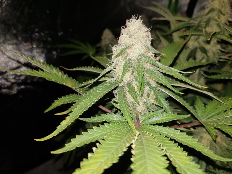 Knockout from Advanced female seeds 6 weeks 3 days 12/12