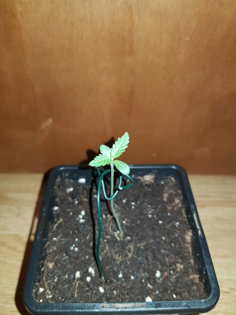 The New seedling