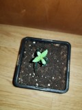 The New seedling