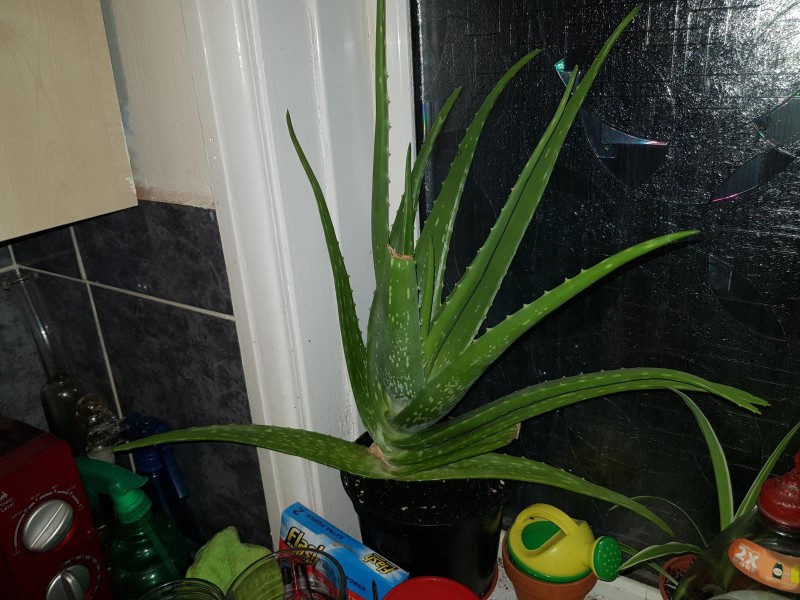 2l aloe