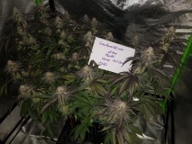 Plant of the month January  2020_