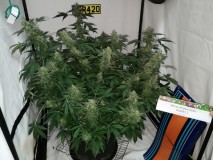 IMG_20200131_221108_