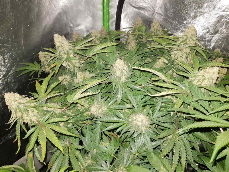 Knockout from Advanced female seeds 51 days 12/12