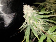 Knockout from Advanced female seeds 51 days 12/12