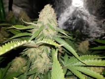 Knockout from Advanced female seeds 51 days 12/12