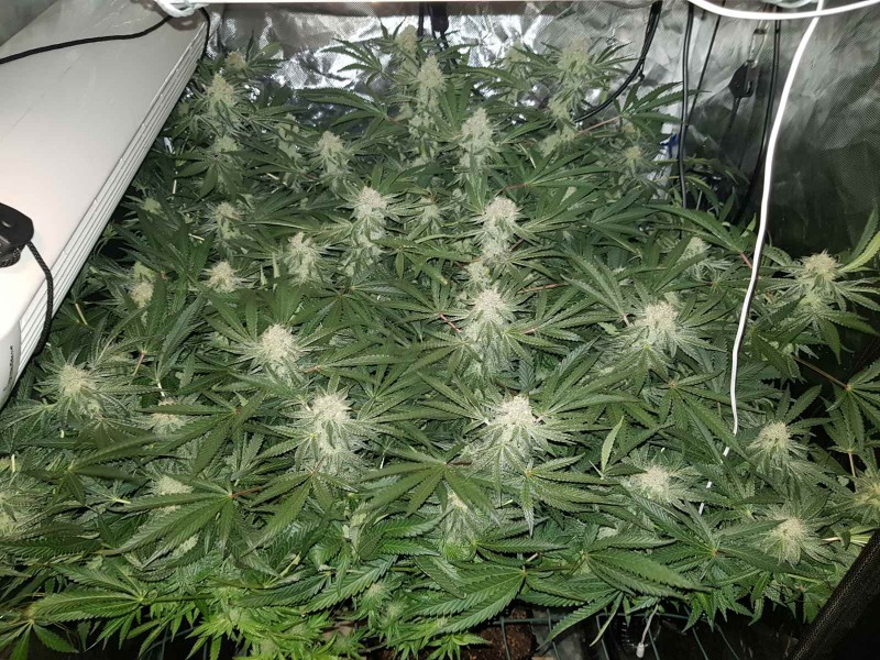 Disco scrog 40 days 12/12