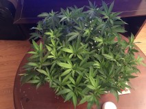 3AF49D12-D60B-4F72-BA4D-0F2DF9CE14CE