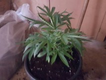 91dd3673ccf5e77959a903e159ea9005