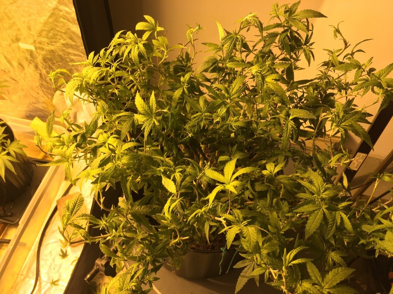 70E32516-7BE7-4EA4-9529-FAB6E9E90A5C