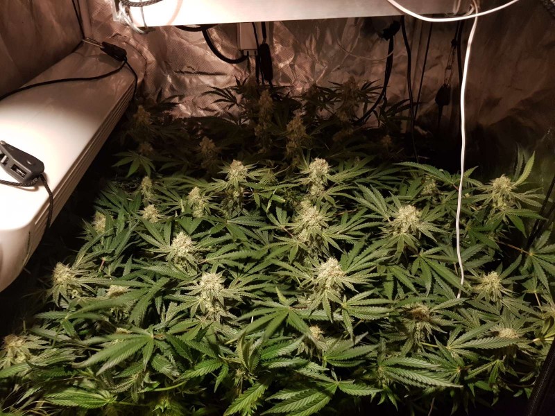 Disco low watt scrog day 42 of 12/12 flower