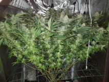 Disco low watt scrog day 42 of 12/12 flower