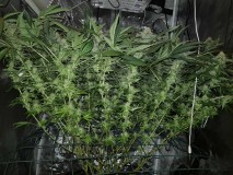 Disco low watt scrog day 42 of 12/12 flower