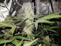 Disco low watt scrog day 42 of 12/12 flower