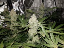 Disco low watt scrog day 42 of 12/12 flower