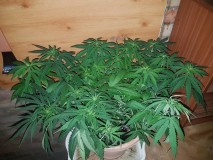 8233e2efd5ab33c5ebc0e9cc6d6e7bef