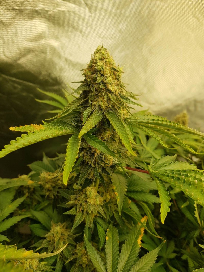 Knockout from Advanced female seeds  55 days 12/12 flower