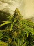 Knockout from Advanced female seeds  55 days 12/12 flower