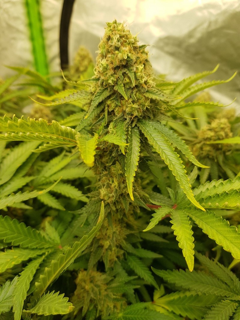 Knockout from Advanced female seeds  55 days 12/12 flower