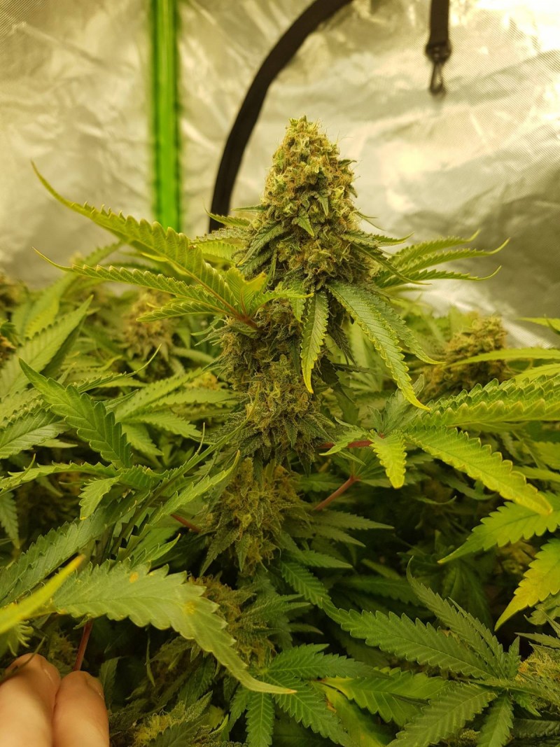 Knockout from Advanced female seeds  55 days 12/12 flower