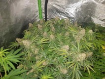 Knockout from Advanced female seeds 57 days 12/12 flower