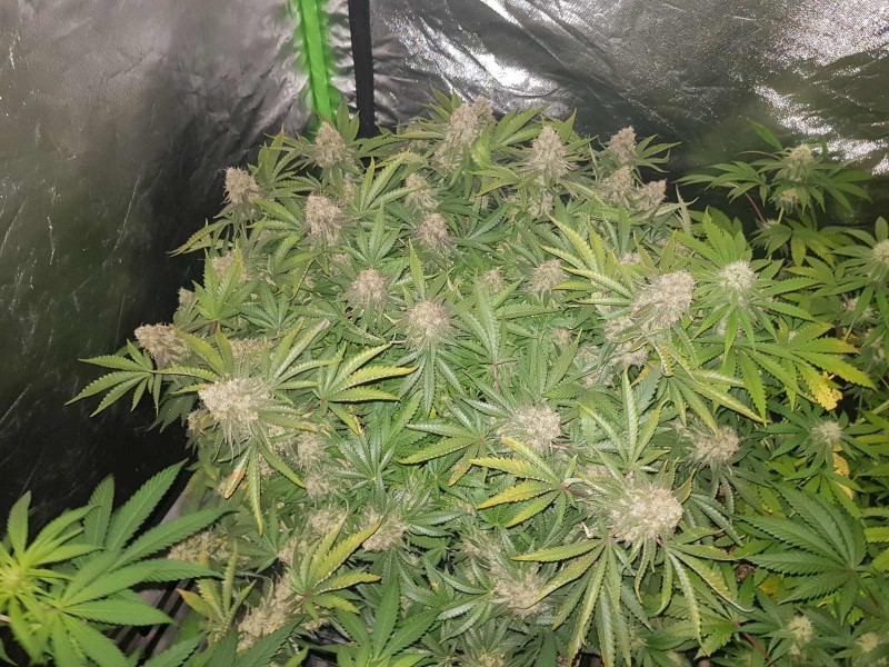 Knockout from Advanced female seeds 57 days 12/12 flower