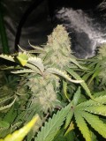 Knockout from Advanced female seeds 57 days 12/12 flower