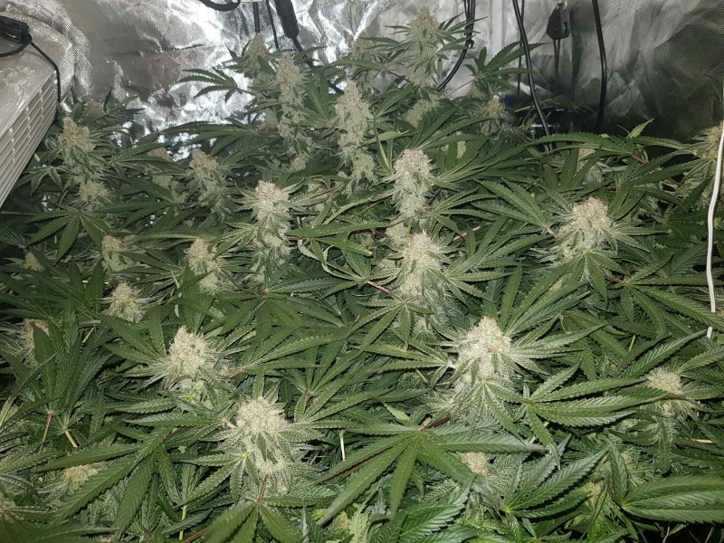 Low watt scrog 46 days 12/12 flower