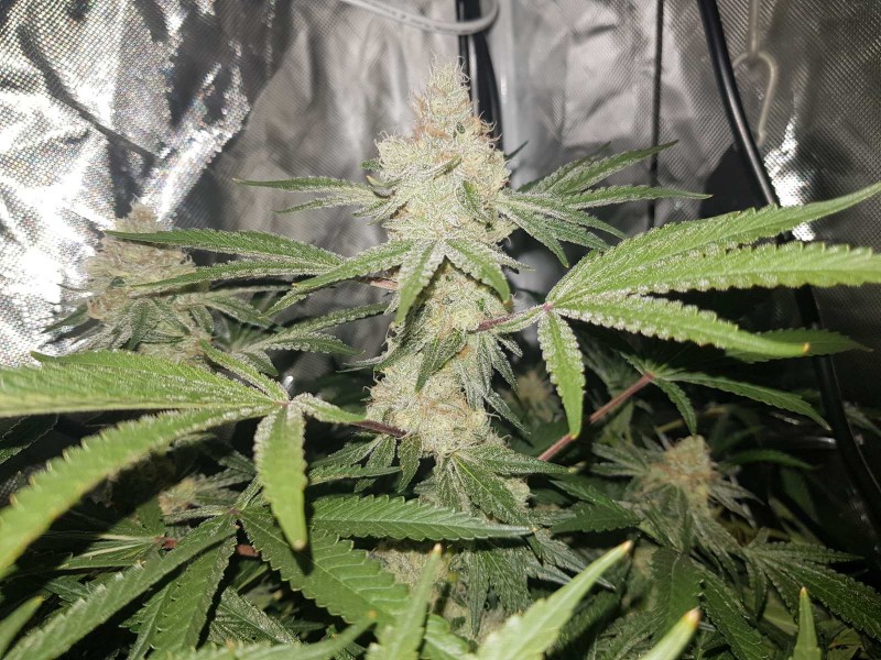 Low watt scrog 46 days 12/12 flower