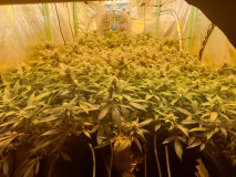 Chiesel strain flowering