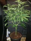 Granddaddy purps 16 days of 12/12 flower 20l soil