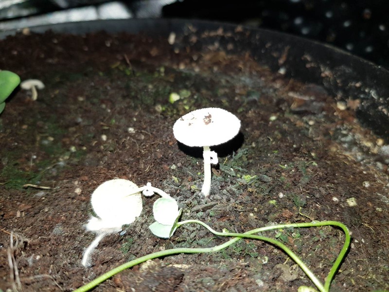 Growing mushrooms