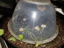 Growing mushrooms