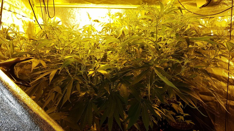 Hps veg space