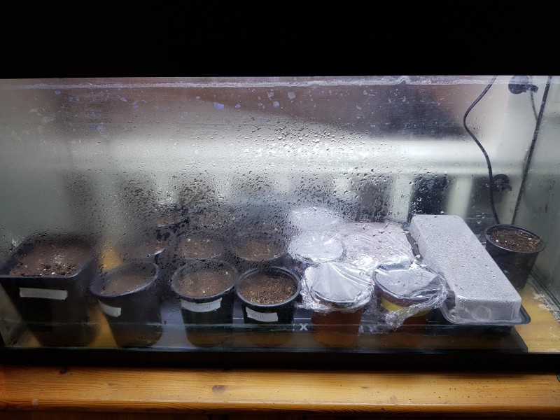 Germination tank