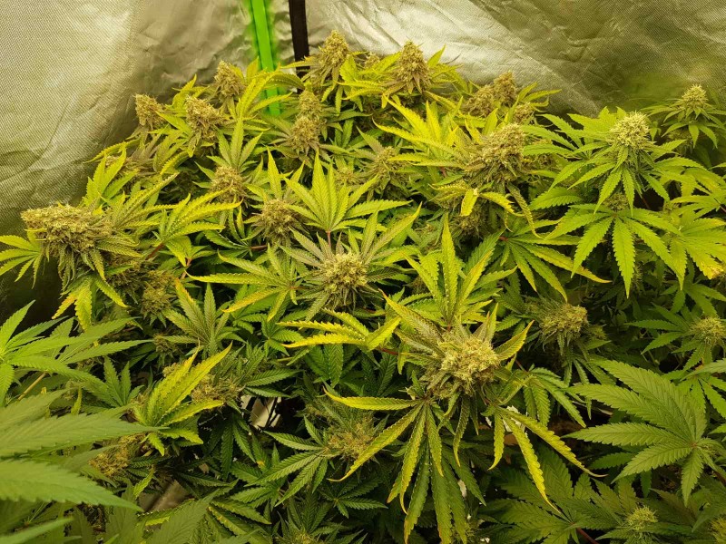 Knockout from Advanced female seeds  60 days 12/12 flower