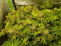 Knockout from Advanced female seeds  60 days 12/12 flower