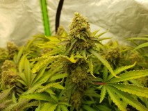 Knockout from Advanced female seeds  60 days 12/12 flower