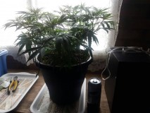 b27c39f09da74f1052a9139a093d3932