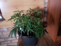 c2822b4a7e4556930955d19de9a29bd4