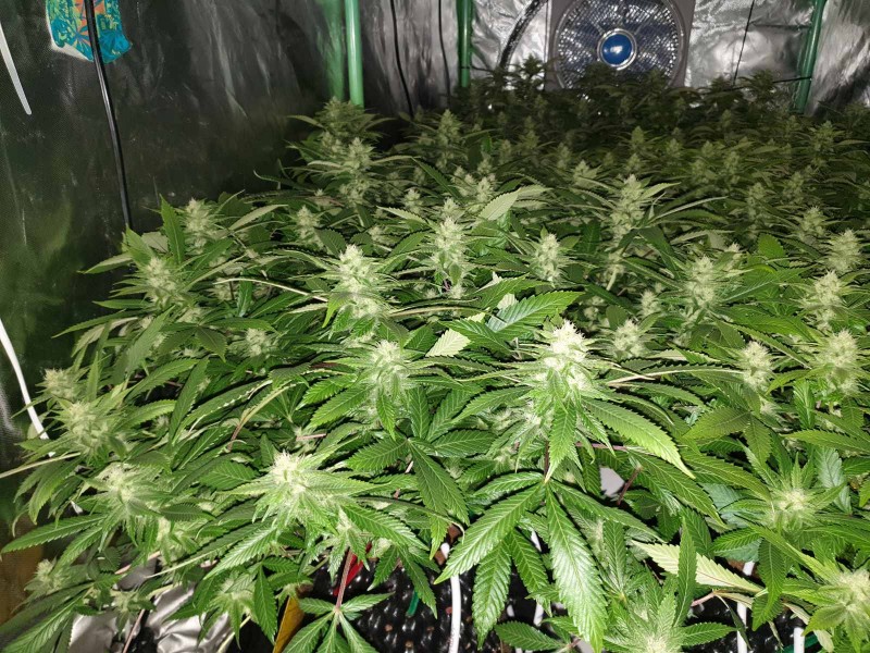 Cannabis Indoor cultivation